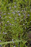 Limestone calamint